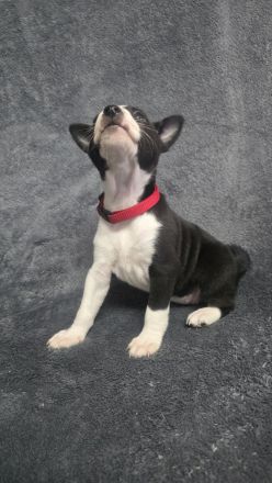 Abgabe bereit Reinrassige Basenji Welpen