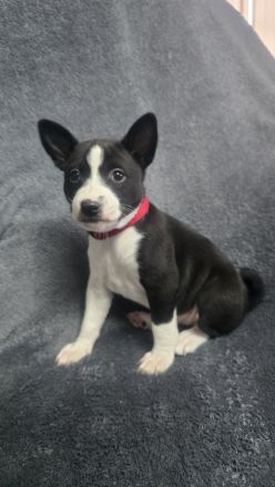 Abgabe bereit Reinrassige Basenji Welpen