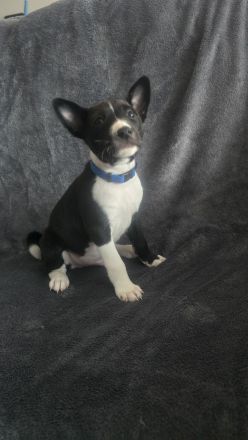 Abgabe bereit Reinrassige Basenji Welpen