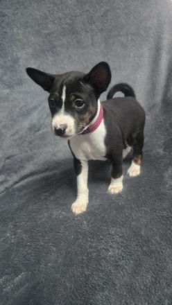 Abgabe bereit Reinrassige Basenji Welpen