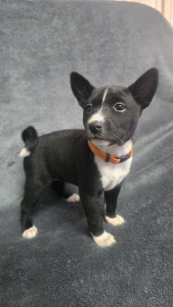 Abgabe bereit Reinrassige Basenji Welpen