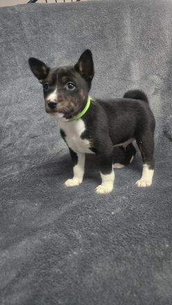 Abgabe bereit Reinrassige Basenji Welpen