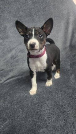 Abgabe bereit Reinrassige Basenji Welpen