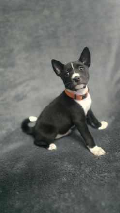 Abgabe bereit Reinrassige Basenji Welpen