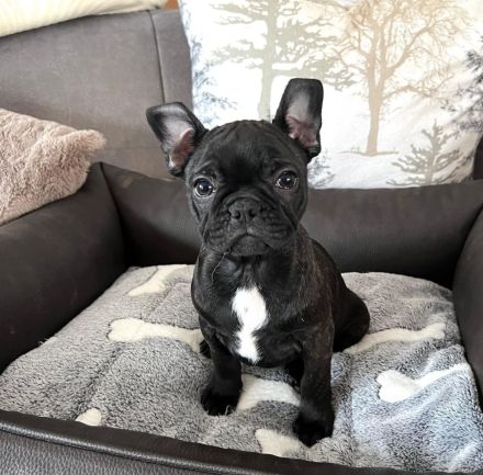 Boston Terrier x Französische Bulldoge