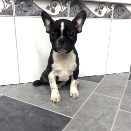 Boston Terrier x Französische Bulldoge