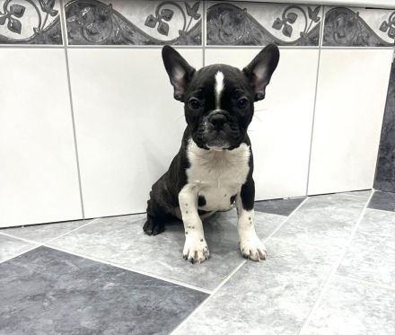 Boston Terrier x Französische Bulldoge