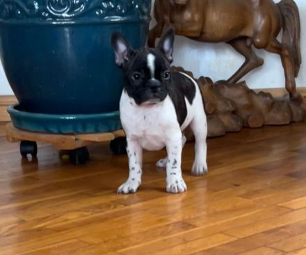 Boston Terrier x Französische Bulldoge