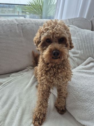 Erfahrener Maltipoo Deckrüde