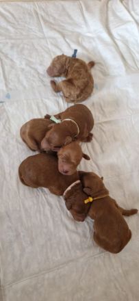 Erfahrener Maltipoo Deckrüde