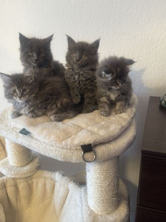 Wunderschöne Reinrassige Maine Coon Kitten in Liebevolle Hände abzugeben