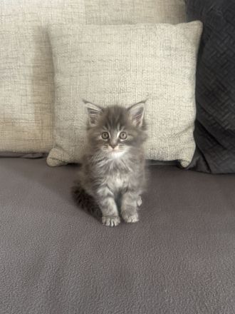 Wunderschöne Reinrassige Maine Coon Kitten in Liebevolle Hände abzugeben