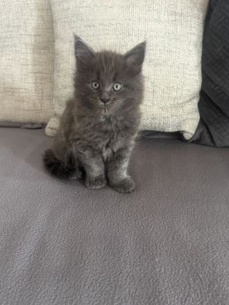 Wunderschöne Reinrassige Maine Coon Kitten in Liebevolle Hände abzugeben
