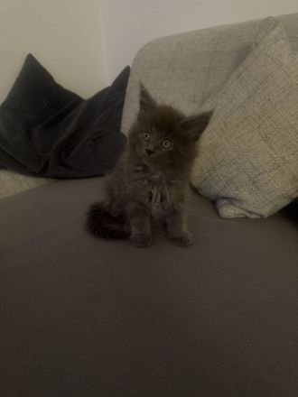Wunderschöne Reinrassige Maine Coon Kitten in Liebevolle Hände abzugeben