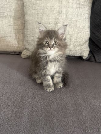 Wunderschöne Reinrassige Maine Coon Kitten in Liebevolle Hände abzugeben