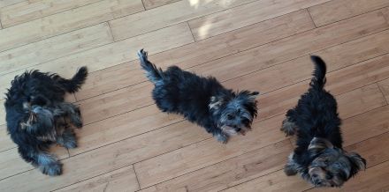 3 süße Yorkshire Terrier Welpen suchen ein neues zuhause