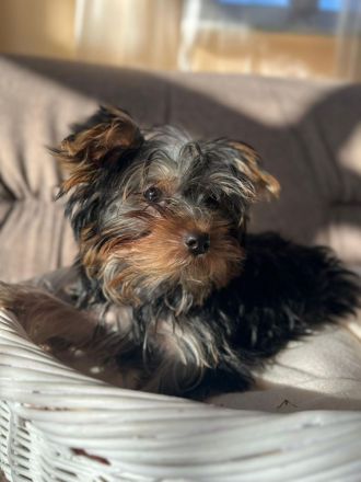 3 süße Yorkshire Terrier Welpen suchen ein neues zuhause