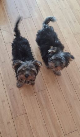 3 süße Yorkshire Terrier Welpen suchen ein neues zuhause