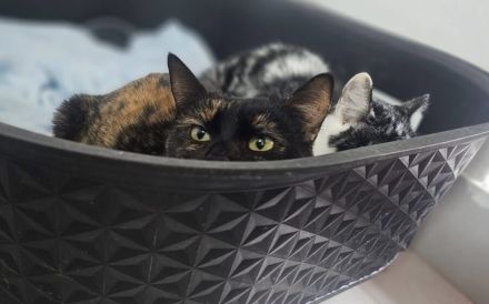 Gemütliche Lottie sucht entspanntes Zuhause