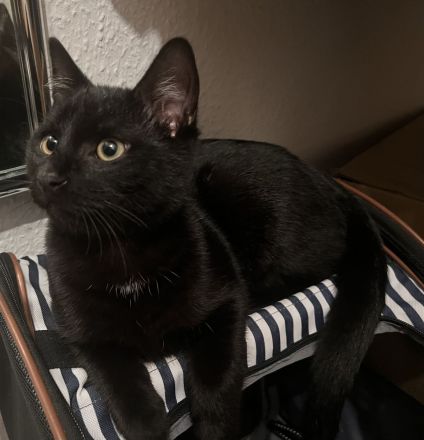 5 Katzenbabies sind bereit für ein neues Zuhause