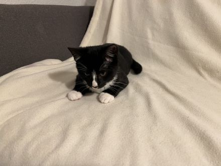 5 Katzenbabies sind bereit für ein neues Zuhause