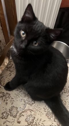 5 Katzenbabies sind bereit für ein neues Zuhause