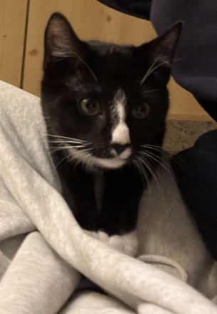 5 Katzenbabies sind bereit für ein neues Zuhause