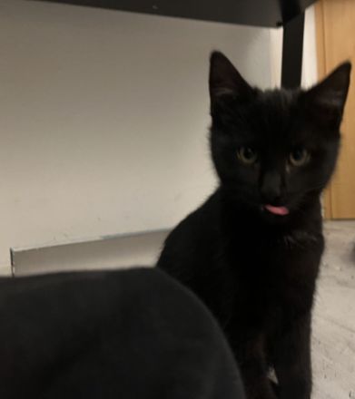 5 Katzenbabies sind bereit für ein neues Zuhause