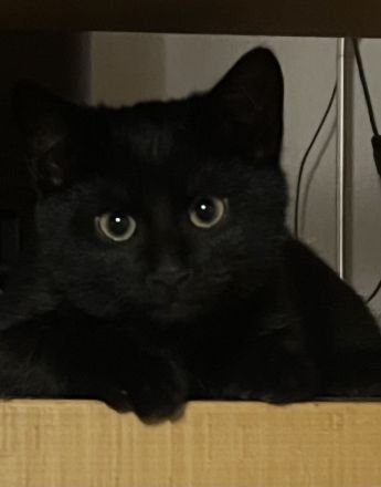 5 Katzenbabies sind bereit für ein neues Zuhause