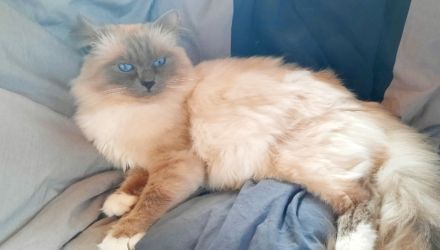 Heilige Birma Kitten