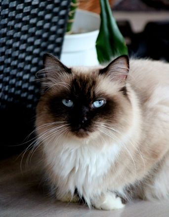 Heilige Birma Kitten