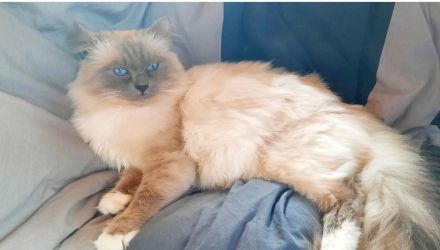 Heilige Birma Kitten