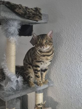 Pika such ein neuen Zuhause