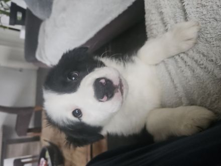 Rüde border collie
