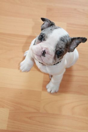 Französische Bulldogge Welpen