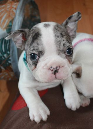 Französische Bulldogge Welpen