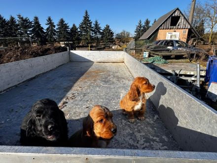 Cocker Spaniel Welpen
