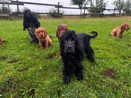 Cocker Spaniel Welpen