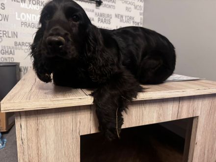 Cocker Spaniel Welpen