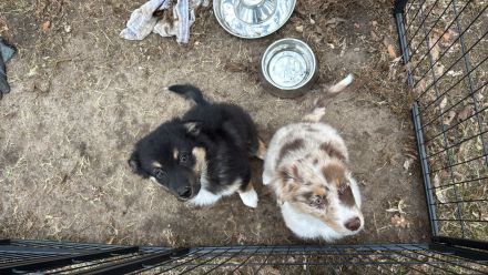 Die süße verschmuste sucht noch eine Familie