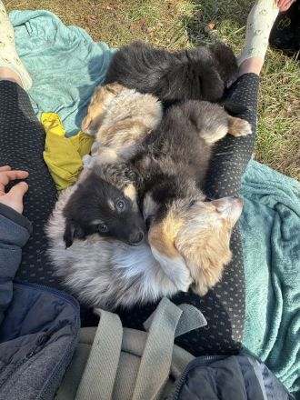 Die süße verschmuste sucht noch eine Familie