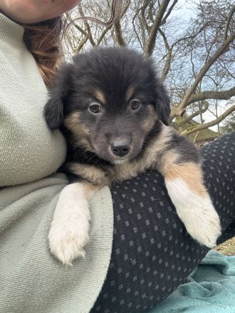 Die süße verschmuste sucht noch eine Familie