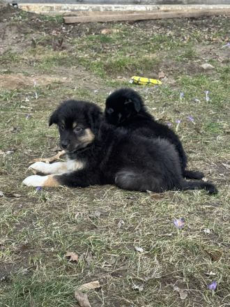 Die süße verschmuste sucht noch eine Familie