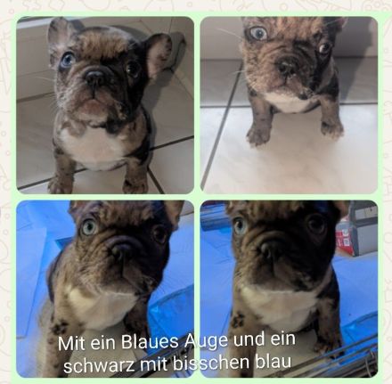 Französische bulldogge welpen
