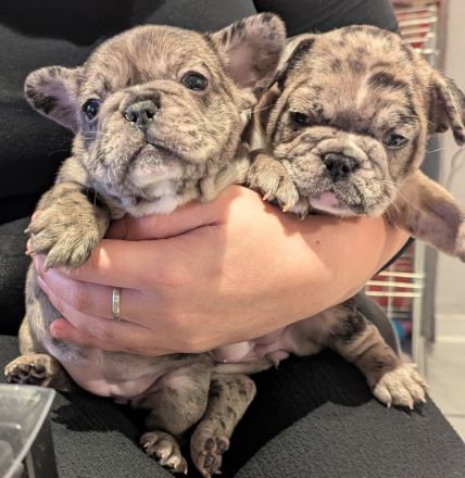 Französische bulldogge welpen