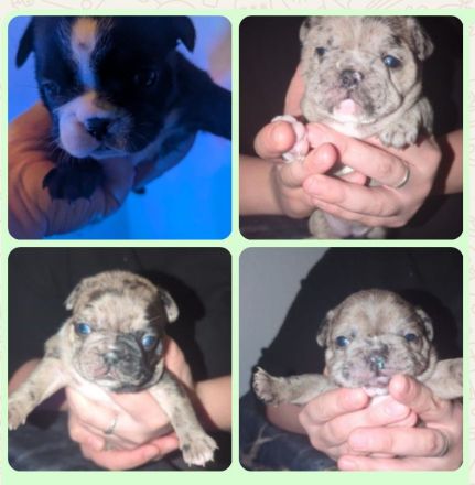Französische bulldogge welpen