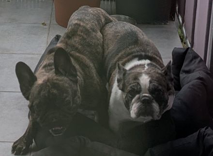 Französische bulldogge welpen