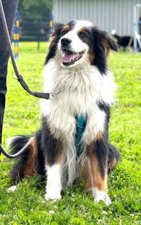 Sammy – sensibler Australian Shepherd sucht sehr erfahrene Menschen
