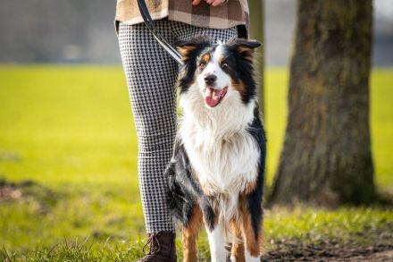 Sammy – sensibler Australian Shepherd sucht sehr erfahrene Menschen