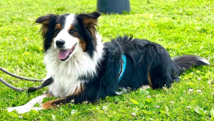 Sammy – sensibler Australian Shepherd sucht sehr erfahrene Menschen